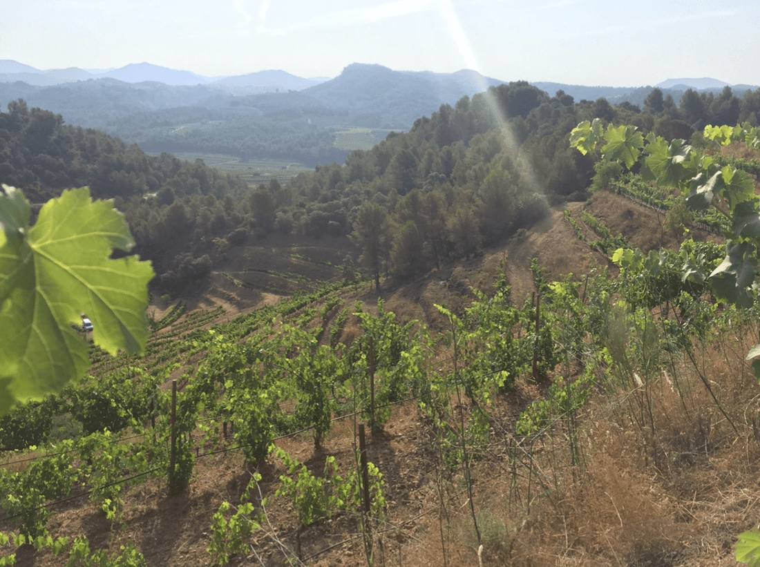 Adrets del Priorat gallery 4