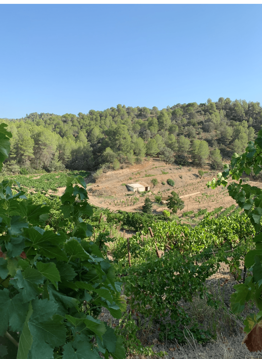 Adrets del Priorat